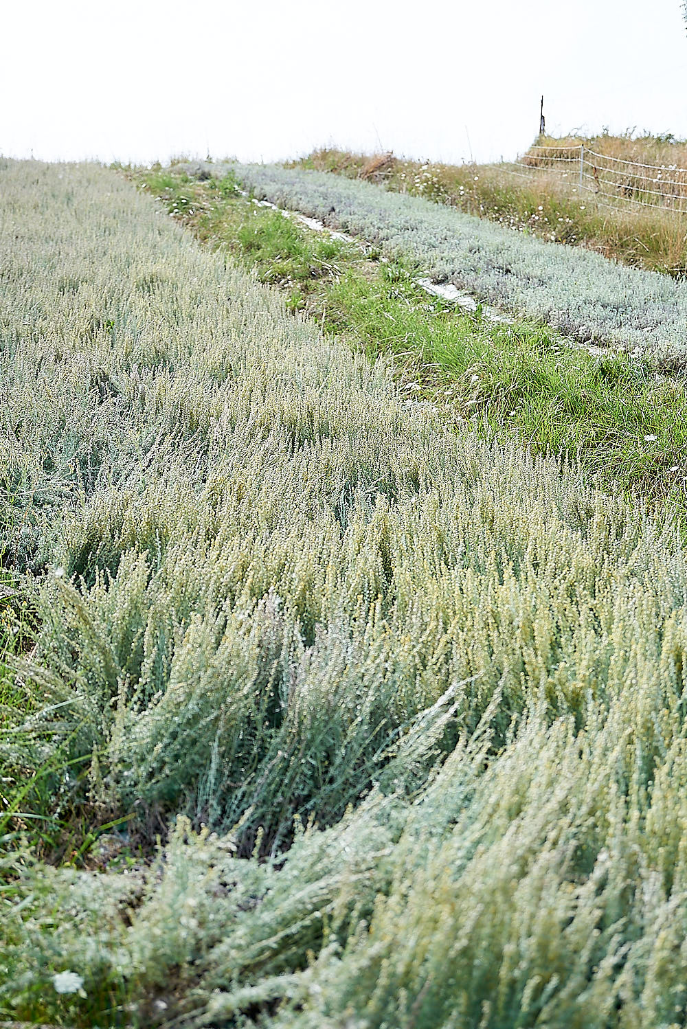 photo de champs de génépi bio