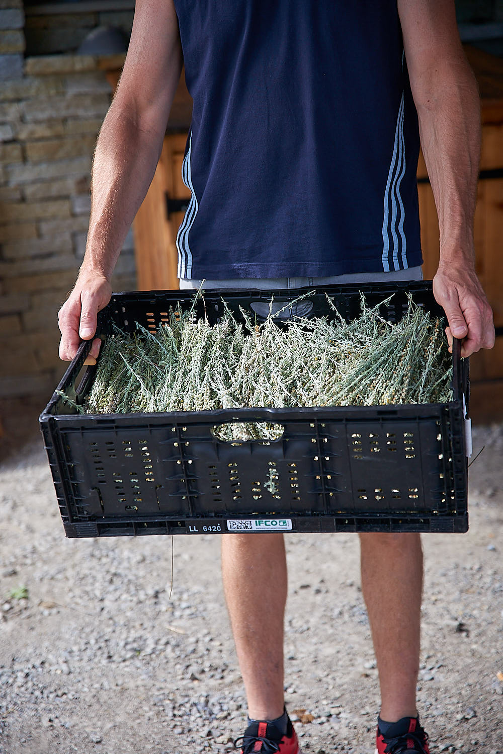 cueillette genepi Génépi bio des Alpes